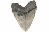 Huge, Fossil Megalodon Tooth - South Carolina #204584-2